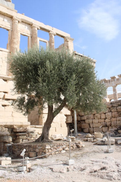 Heiliger Olivenbaum der Athener Akropolis