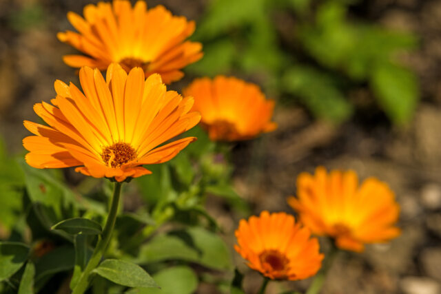 Foto: HansJoachim/ iStock