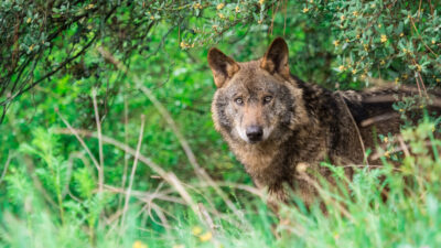 EU stoppt Wolfsjagd in Spanien