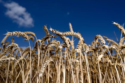 Bio-Anbaufläche 2023 ist etwas gewachsen