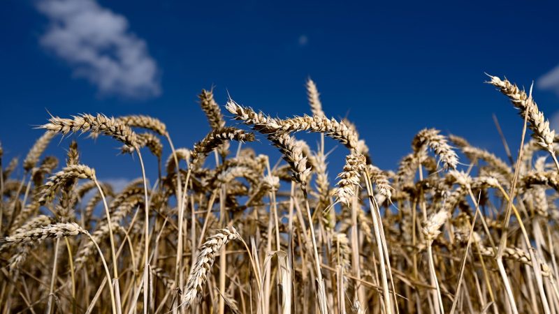 Der Bio-Anteil der Agrarflächen wächst weiter leicht.