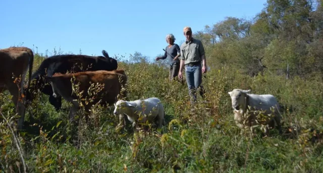 Shawn und Beth treiben ihre Schafe und Kühe auf eine neue Fläche um, auf der sie im Wechsel weiden. Foto: Therese Marie Tor