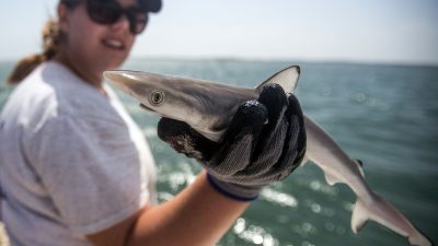 Vor Brasiliens Küste: Haie positiv auf Kokain getestet