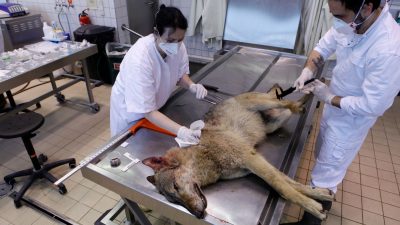 Zu viele tote Wölfe: Die Hälfte der Tiere wird nicht mehr untersucht