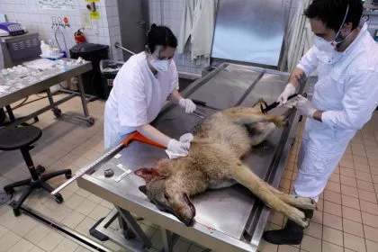Zu viele tote Wölfe: Die Hälfte der Tiere wird nicht mehr untersucht
