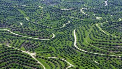 Deutsche Bauern prangern Betrug mit chinesischen Palmöl-Import für Biodiesel an