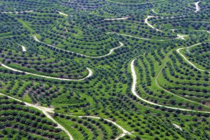 Deutsche Bauern prangern Betrug mit chinesischen Palmöl-Import für Biodiesel an