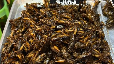 Insekten wie Würmer und Käfer gehören in Thailand bereits zum Straßenbild. (Archivbild)