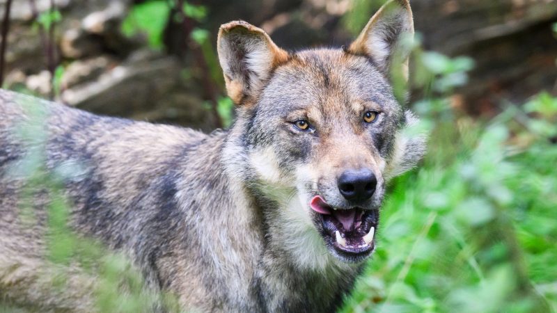 Kleines Mädchen von Wolf gebissen: Behörden schließen Park in Niederlanden