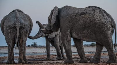 „Los geht’s!“: Elefantenbullen rufen ihre Kumpel