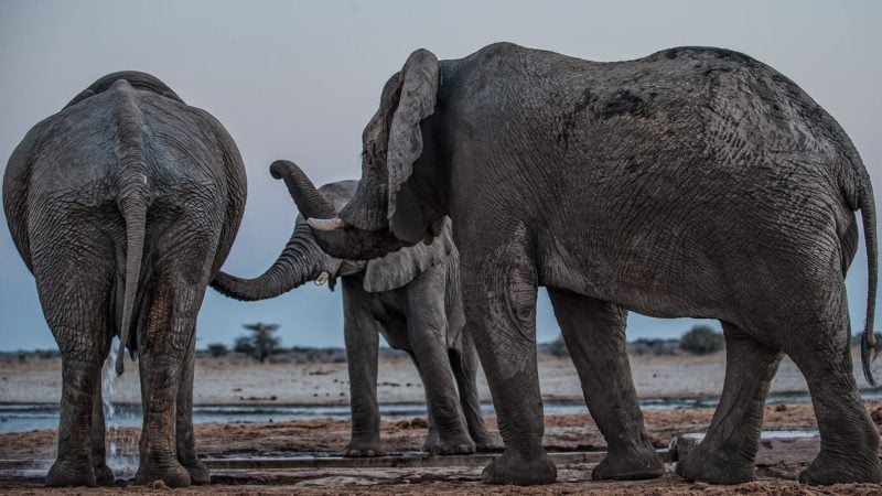 Drei Elefantenmännchen begrüßen sich am Mushara-Wasserloch in Namibia.
