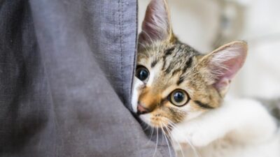 Warum Katzen an Möbeln kratzen – und was dagegen hilft