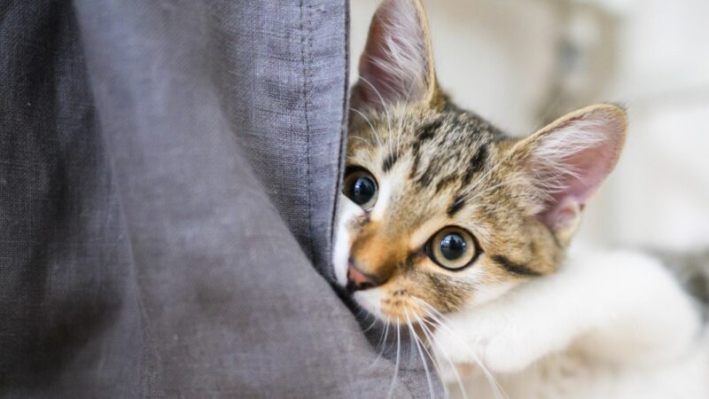 Eine Studie hat untersucht, was sich gegen Möbel zerkratzende Hauskatzen unternehmen lässt. (Archivbild)