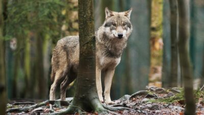 Experte rät zu Schutzjagd auf den Wolf – EU-Staaten wollen Schutzstatus absenken