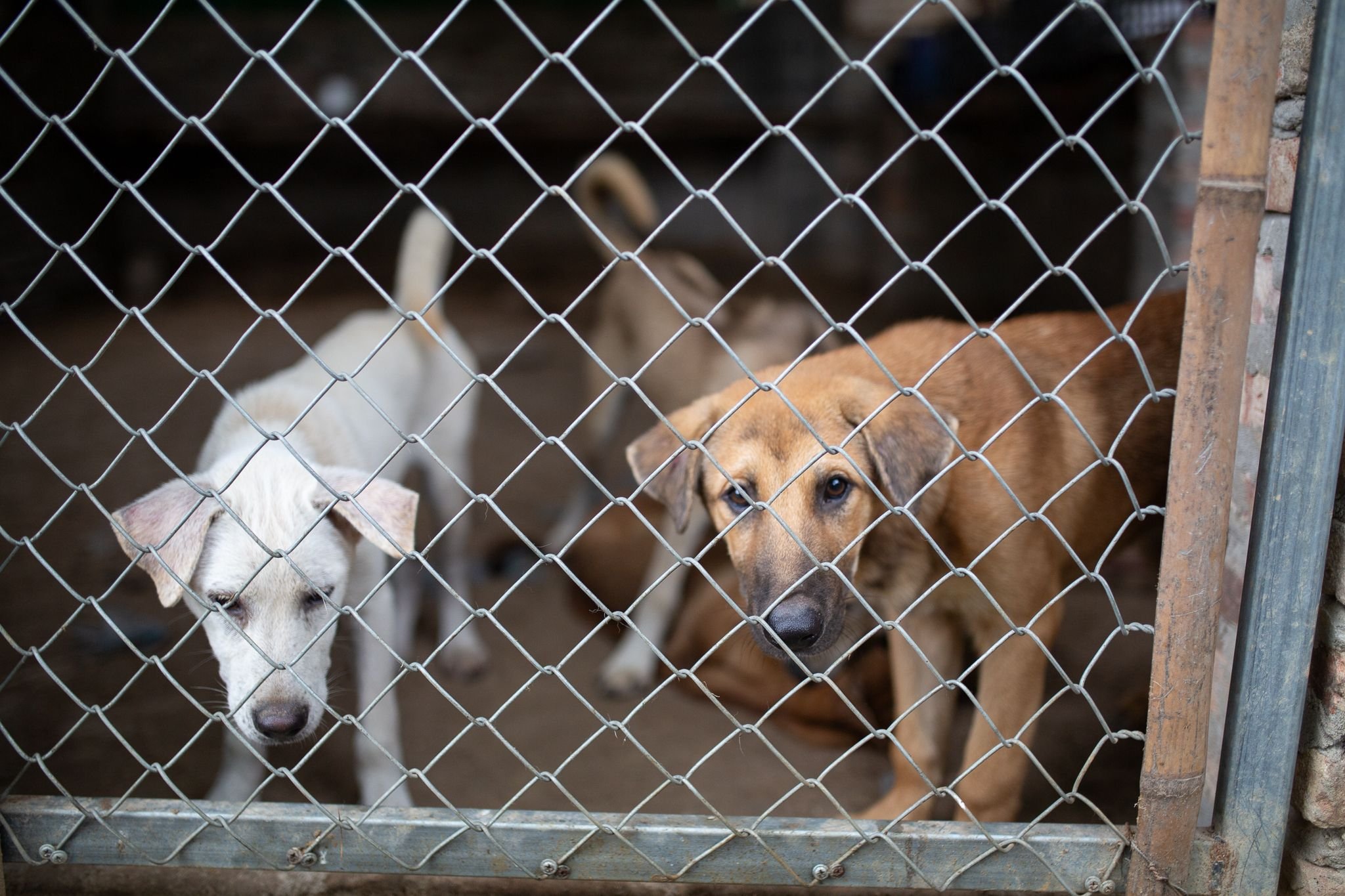 Indonesiens-Hauptstadt-untersagt-Verzehr-und-Verkauf-von-Hunde-und-Katzenfleisch