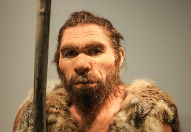 So könnte er ausgesehen haben: Die Rekonstruktion im LVR-Landesmuseum Bonn zeigt den 1856 entdeckten Neandertaler.