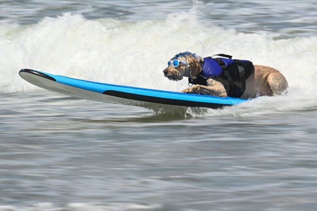 Jeder Hund hat seine eigene Technik beim Surfen - dieser Hund namens Derby lässt es gemütlich aussehen.