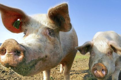 Leichter Anstieg in der Fleischproduktion – Herausforderungen durch Schweinepest