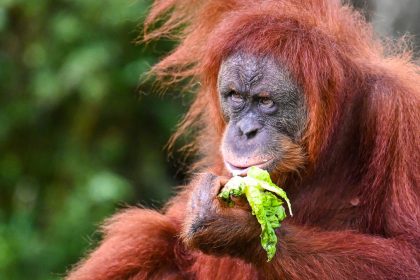 Malaysia trennt sich von Orang-Utan-Diplomatie: Adoptionsmöglichkeit statt Geschenk