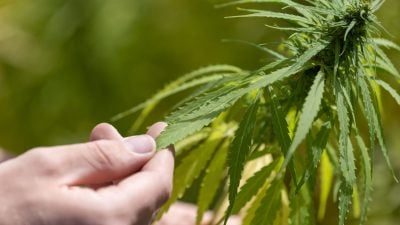 Cannabis-Freigabe hat keine Anbaueffekte für Landwirtschaft