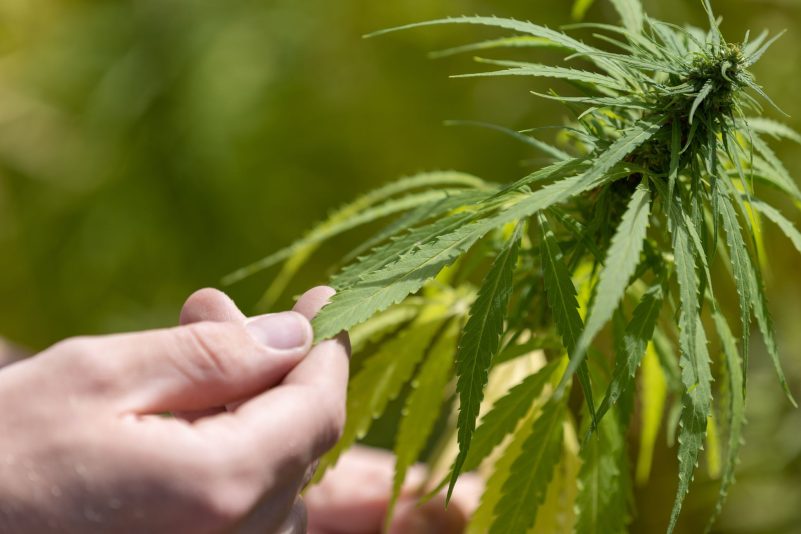 In den Cannabis Clubs dauert die Ernte noch etwas. (Archivbild)