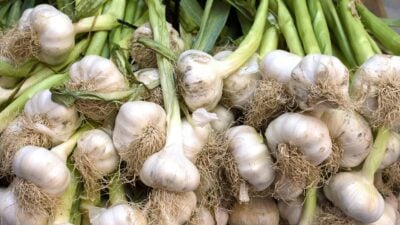 Nie wieder Knoblauch kaufen: Eine einfache Methode für jedermann