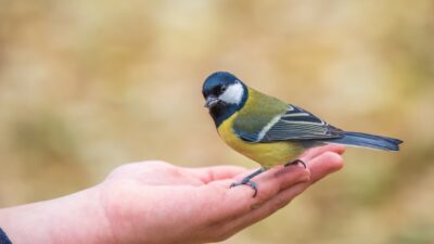 Tiere, Menschen, Pflanzen: Eine Hochkultur im Einklang mit der Natur