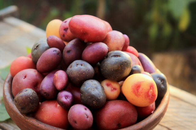 Bunten Kartoffeln enthalten besonder viele zellschützenden Antioxidantien.