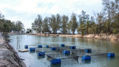 Forellen, Muscheln, Bürokratie: Aquakultur in Deutschland stagniert