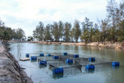 Forellen, Muscheln, Bürokratie: Aquakultur in Deutschland stagniert
