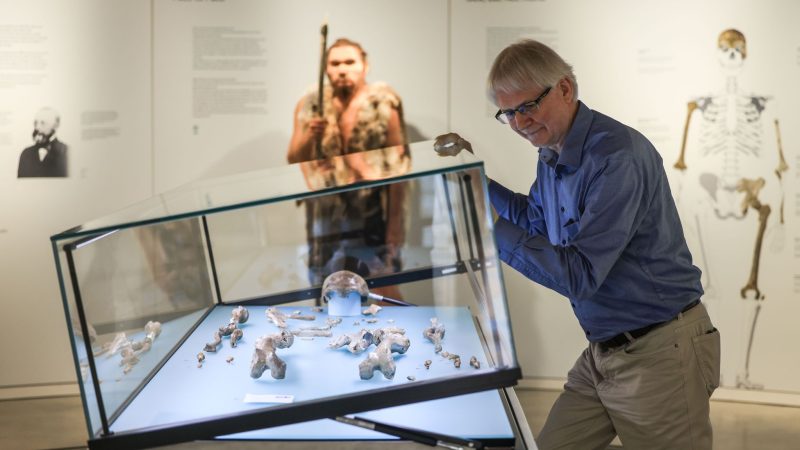 Experte Ralf W. Schmitz öffnet den Glaskasten mit dem Fossil des Original-Neandertalers.