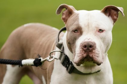 England: Mann von eigenem Hund getötet