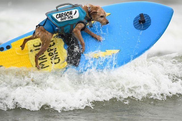 Die Vierbeiner - hier der Hund Carson - düsen über Wellen bei den World Dog Surfing Championships in Pacifica, Kalifornien.