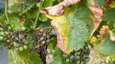 Feuchtwarmes Wetter macht Öko-Winzern zu schaffen