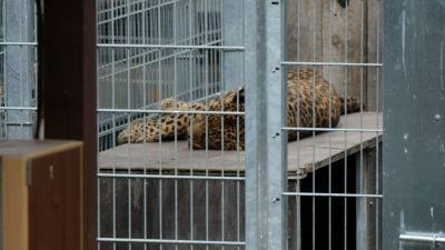 Leopard tötet Besitzer in slowakischem Privatzoo