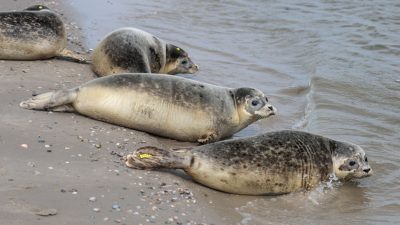 Zahl der Seehunde im Wattenmeer nimmt ab: Genaue Ursache laut neuem Bericht unklar