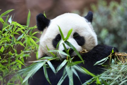 In Frankreich lebendes Pandapaar soll zurück nach China