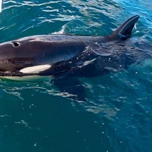 Mysteriöse Orca-Angriffe: „Boah, was für ein Riesenvieh!“