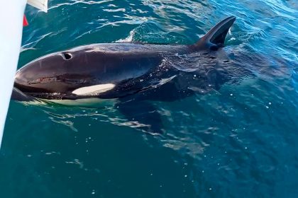 Mysteriöse Orca-Angriffe: „Boah, was für ein Riesenvieh!“