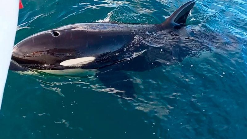 Wollen die riesigen Orcas sich mit den Attacken nur die Zeit vertreiben?
