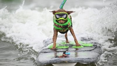 Hunde beweisen ihr Können auf dem Surfbrett