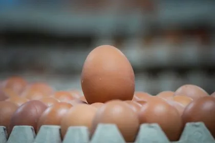 Neues Verfahren gegen Etikettenschwindel bei Bio-Eiern