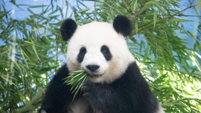 Sie ist trächtig: Pandaweibchen Meng Meng ist mit Zwillingen schwanger.