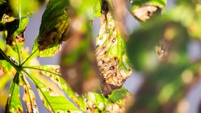 Kleines Insekt, großer Hunger: Miniermotte schadet Kastanien