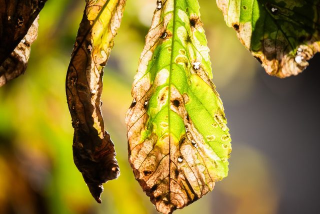 Noch ist der Herbst fern - und doch werfen viele Kastanien schon braune Blätter ab. Schuld ist eine kleine Larve.