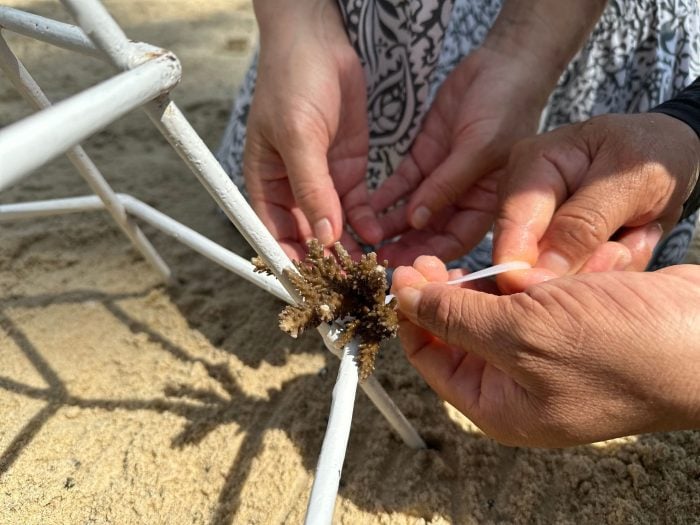 Bei dem Projekt in Vietnam können Touristen selbst Hand anlegen und bei der Rettung der Riffe helfen.