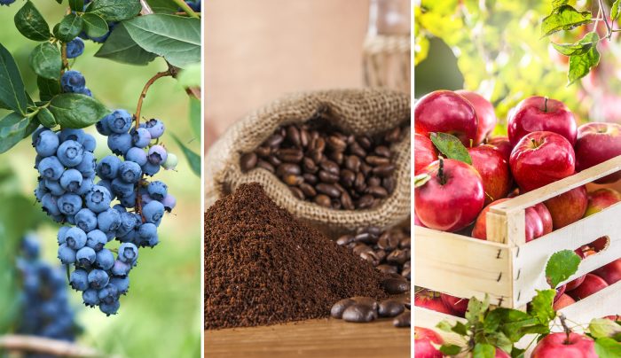 Wenige Bestäuber führen zu Ernteeinbußen bei Blaubeeren, Kaffee und Äpfeln