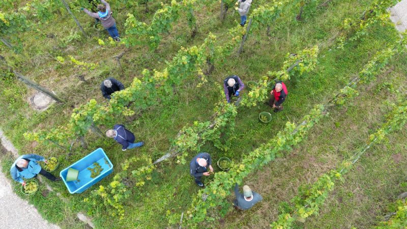 Erntehelfer sind in einem Weinberg im Remstal mit der Weinlese beschäftigt. In Baden-Württemberg hat die Weinernte begonnen.