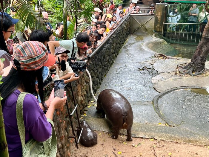 Das Hippo-Mädchen lockt jeden Tag Tausende Besucher.