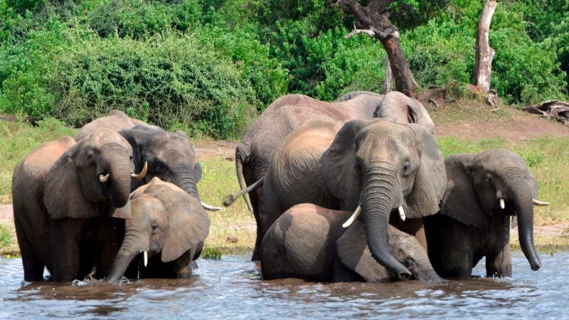 Eine Elefantenherde im Chobe-Nationalpark im Norden Botsuanas (Archivbild).